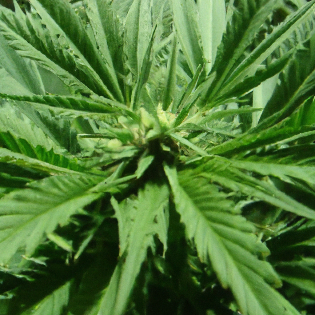 The Art of Sustainable Cannabis Cultivation