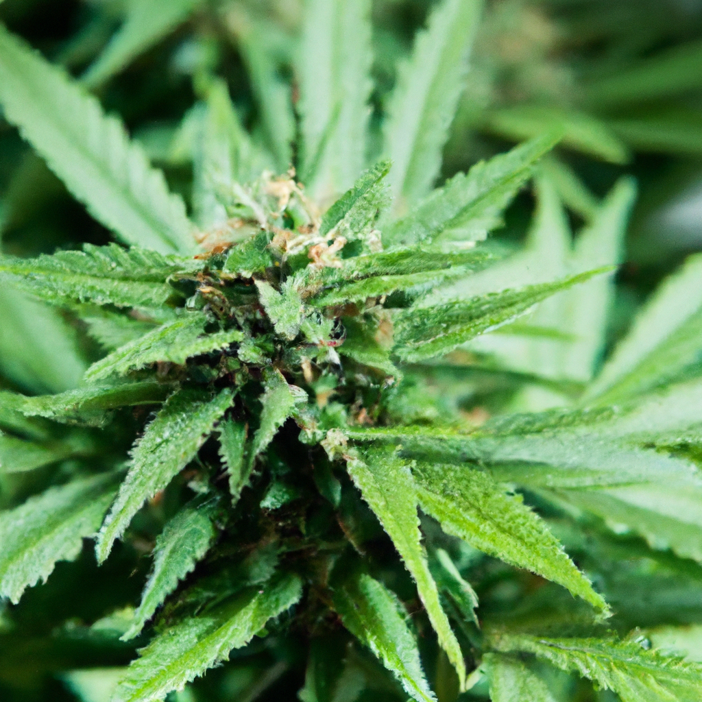 Unlocking High-Altitude Cannabis Cultivation: Insights from John “Magic” Greenleaf