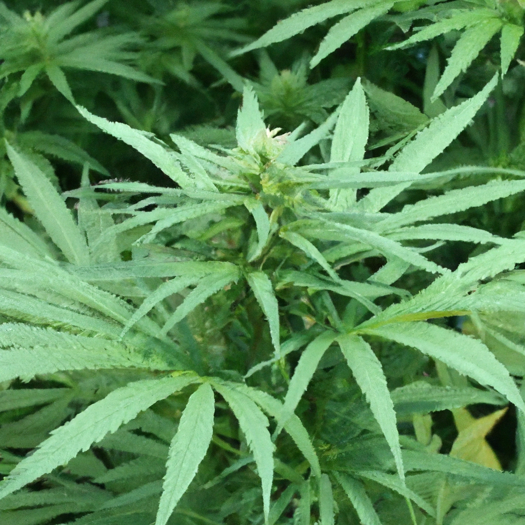 Magic’s Favorites: The Enchantment of Cannabis Education