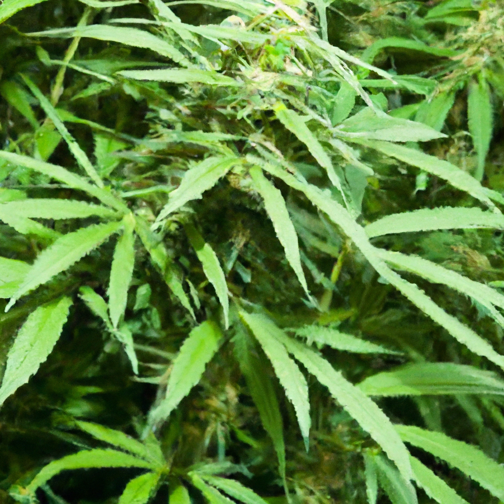 Greener Growth: Sustainable Cannabis Trellising Techniques