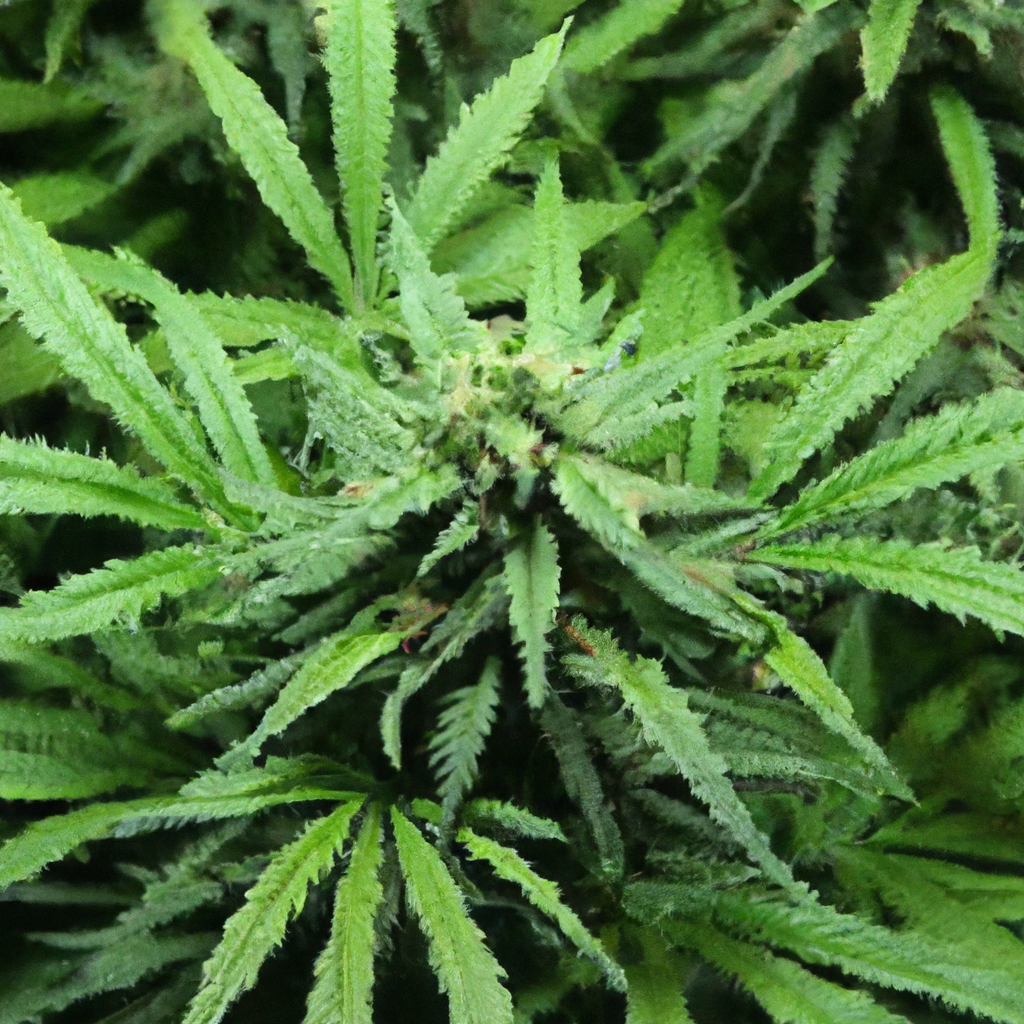 Magic’s Favorites: Unlocking the Power of Cannabis Genetics