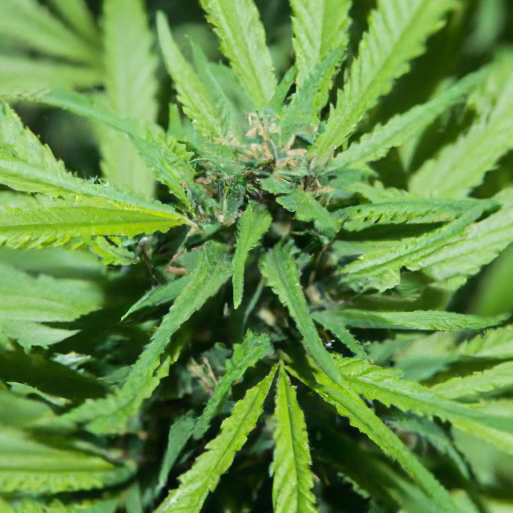 Sustainable Cannabis: Smart Irrigation for Greener Growth