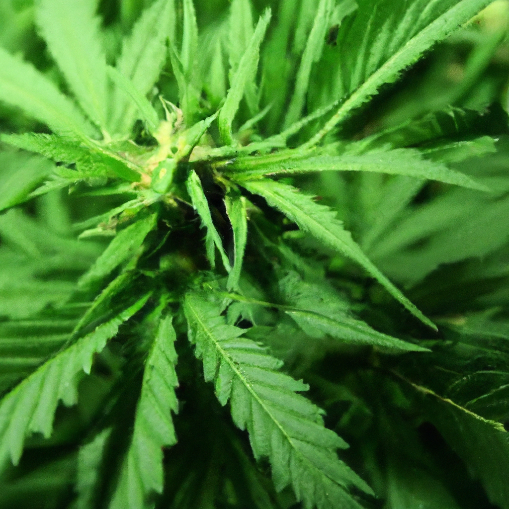 Carbon Sequestration in Cannabis Cultivation: Moving Towards Sustainability
