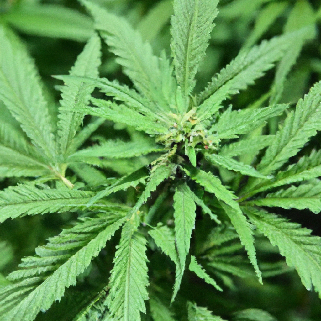 Boosting Cannabis Growth with Precision Nutrient Delivery