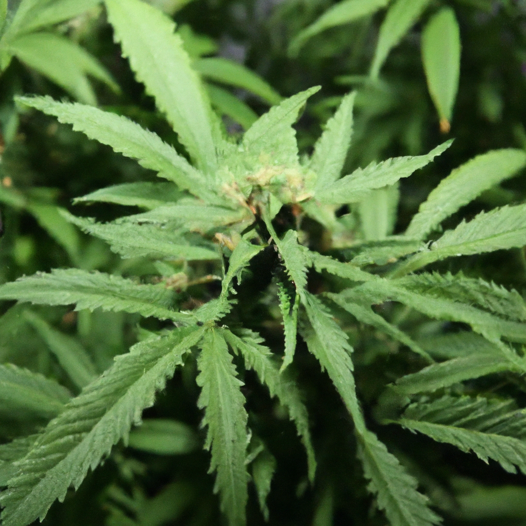 Cannabis Cultivation for Beginners: Essential Tips for Starting Your Journey