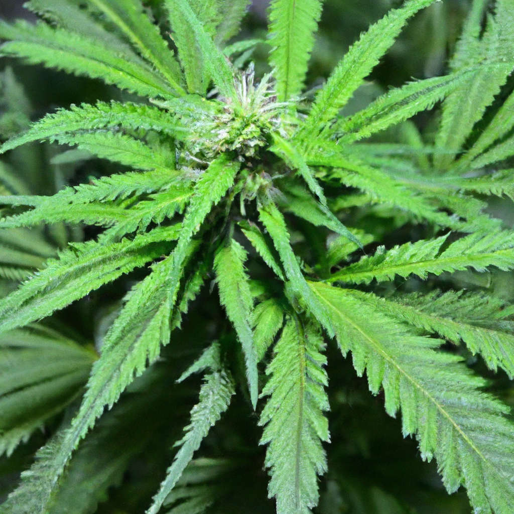 Secrets to Sustainable Cannabis Success