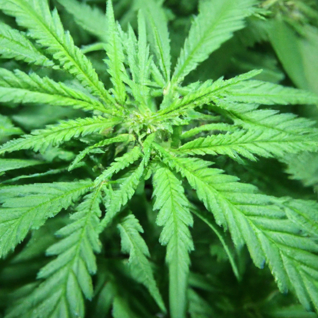 Pipe Dreams: Sustainable Cannabis Success
