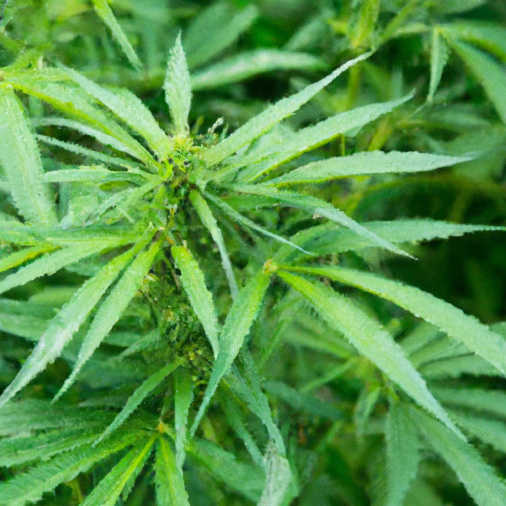 Water Efficiency in Cannabis: A Sustainable Approach