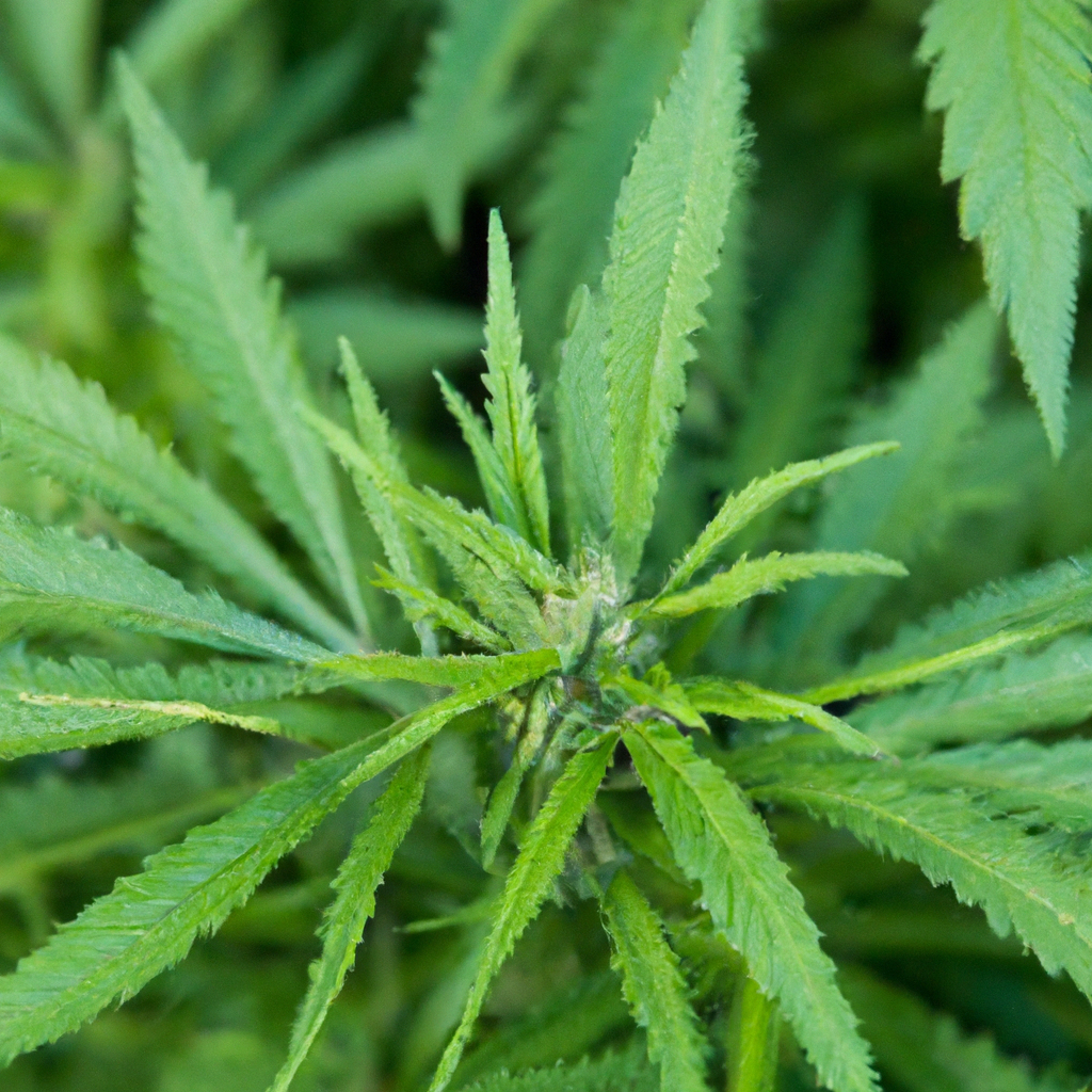 The Enchantment of Cannabis Terroir: Magic’s Insights