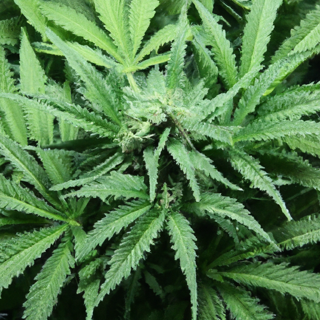 Mastering Cannabis pH Levels: A Beginner’s Guide