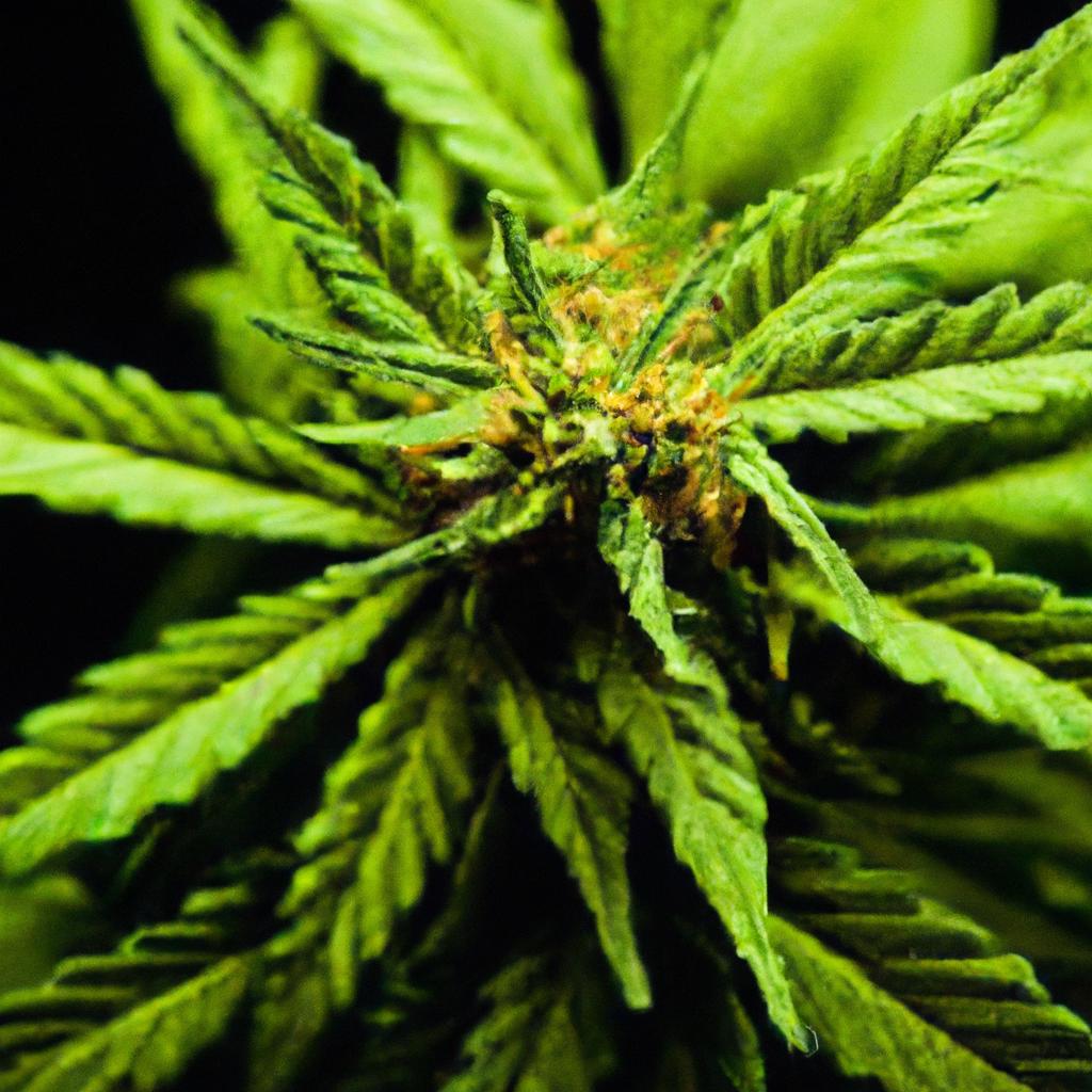 Magic’s Favorites: The Art of Cannabis Storytelling