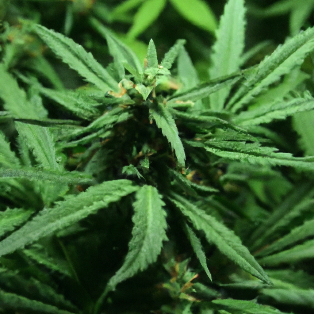 The Magic of Cannabis Stress Management: How Magic Sees It