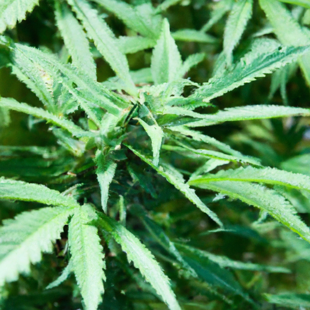 Unlocking Cannabis Fertility: Natural Boosters for Growth