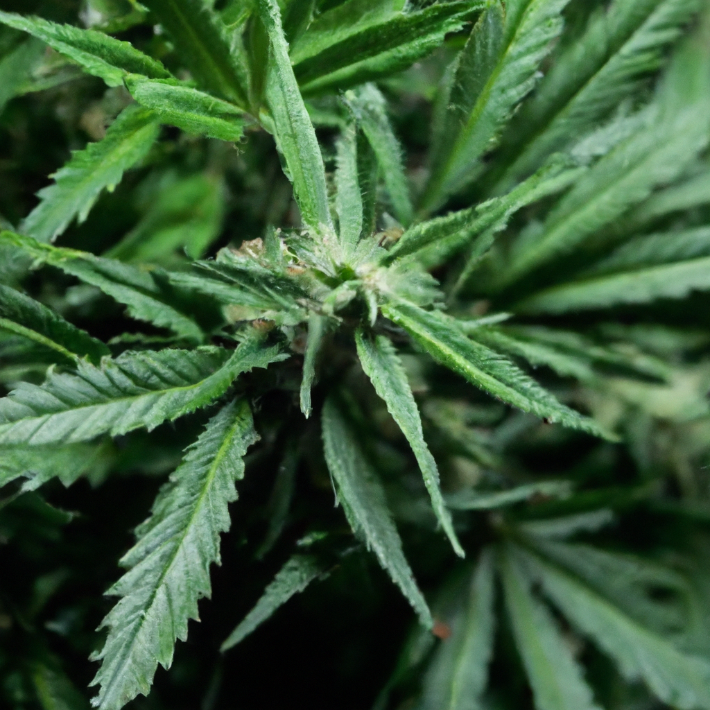 The Magic of Cannabis Indoor-Air Dynamics