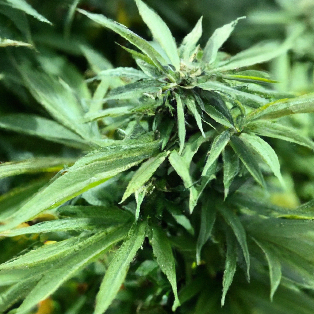High-Altitude Growing: Secrets to Elevate Your Cannabis Success