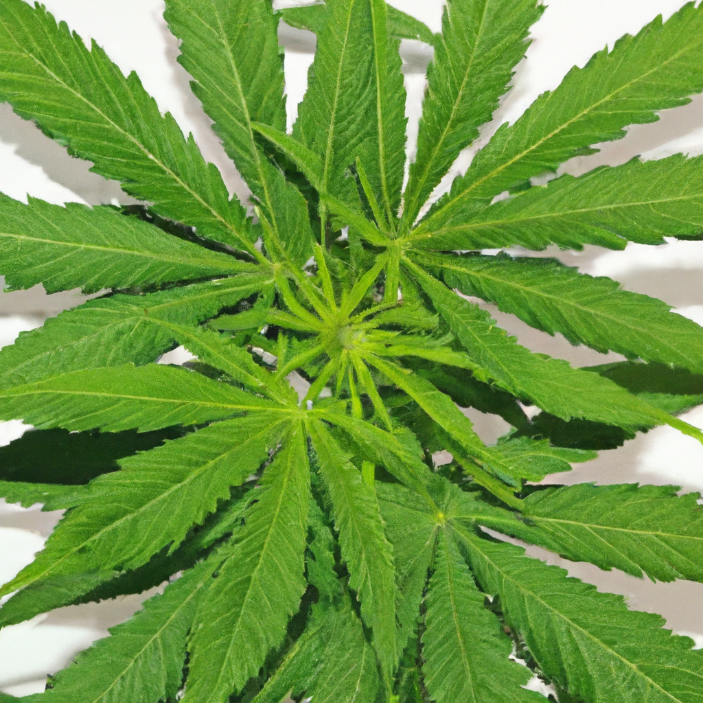 The Beginner’s Guide to Cannabis Leaf Anatomy