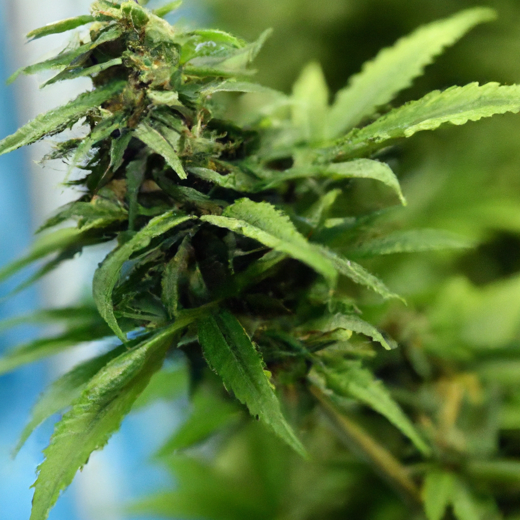 Put This in Your Pipe and Smoke It: Cannabis Harvesting Mastery
