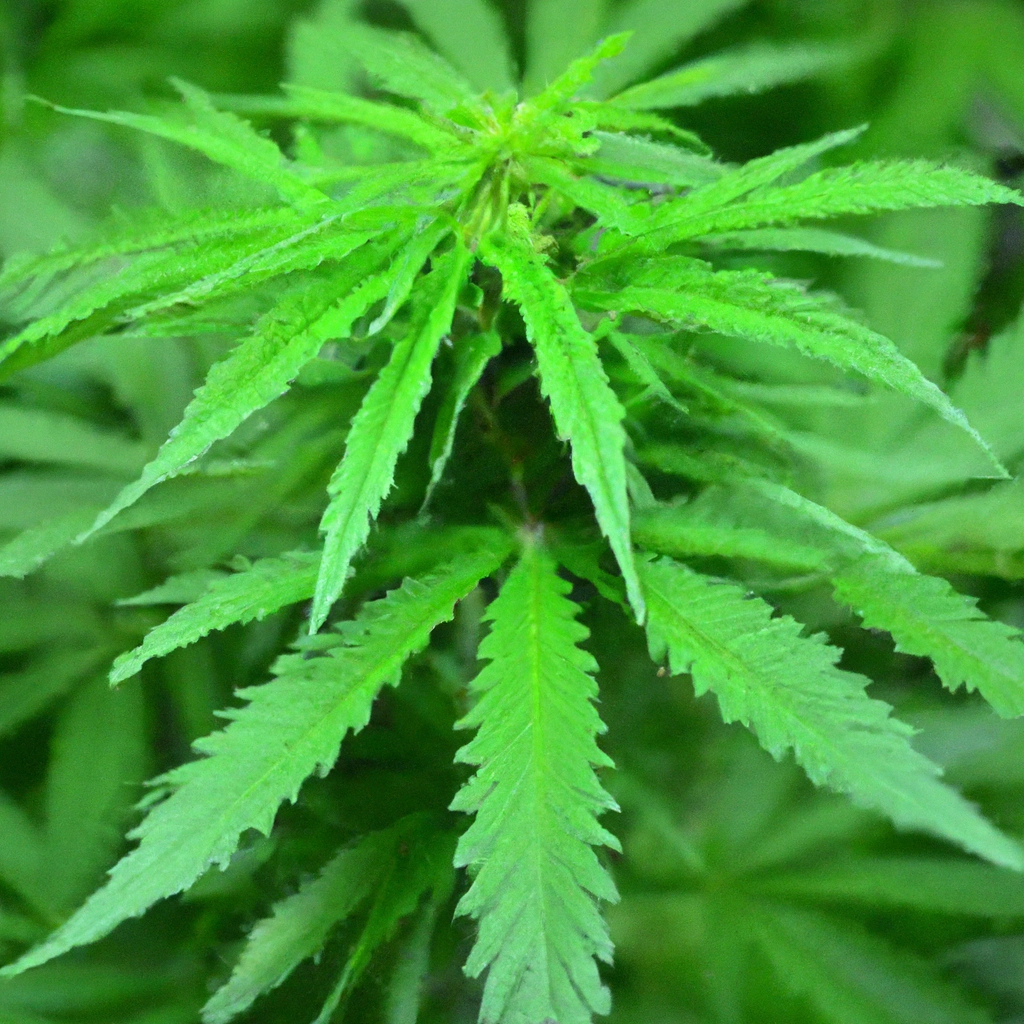 Magic’s Favorites: Exploring Cannabis Whispering Techniques