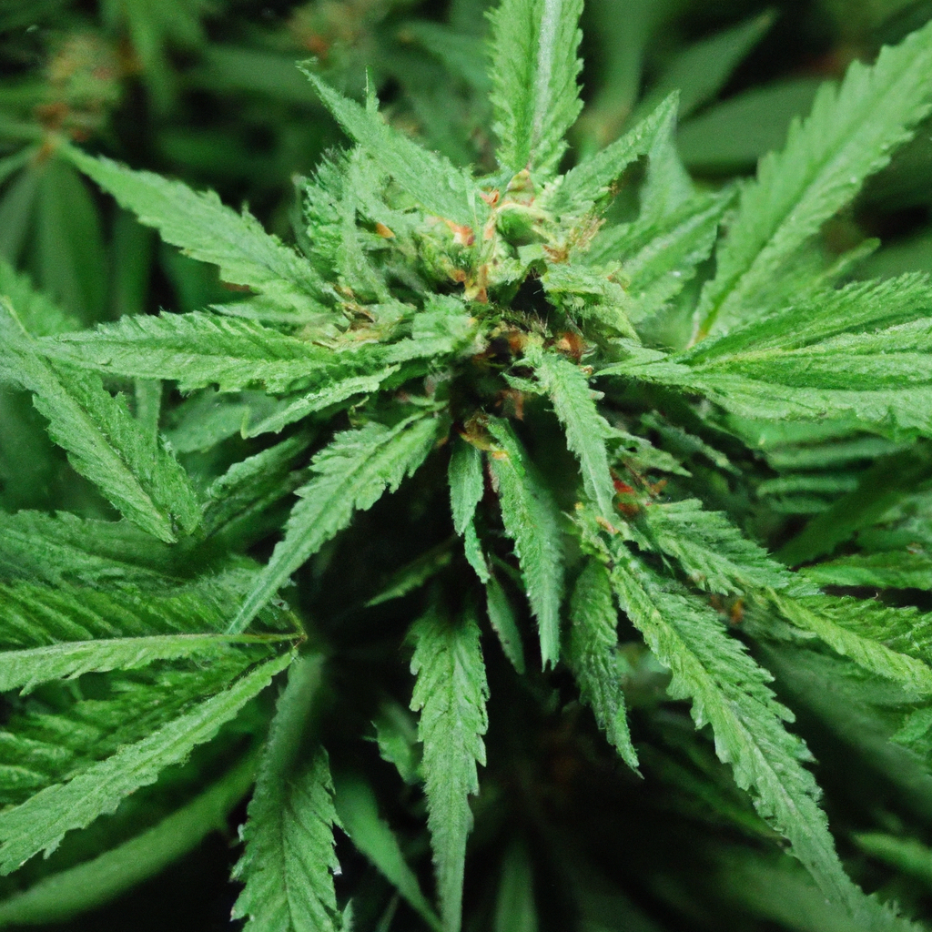 Mastering the Art of Cannabis Crop Rotation for Optimal Growth