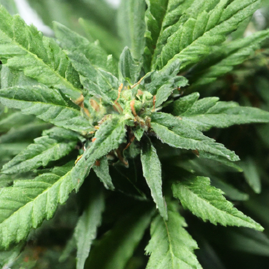 Embracing the Magic of Cannabis Synergy: How Magic Sees It